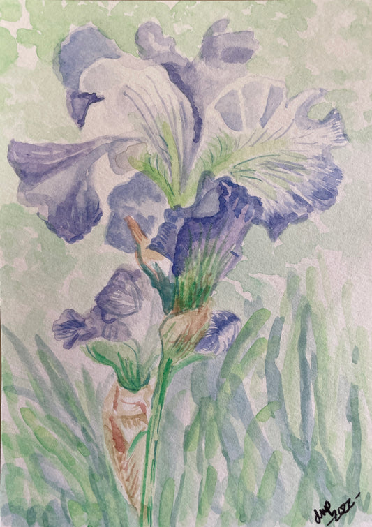Purple Iris Print
